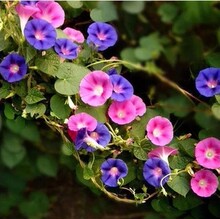 牵牛花种子混色园林景观工程绿化种子阳台爬藤植物种子四季播