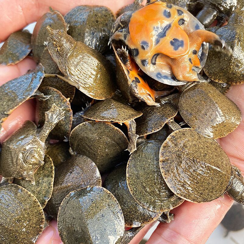 外塘养殖中华鳖苗小甲鱼苗活体苗王八团鱼苗水鱼水机生态龙鱼饲料