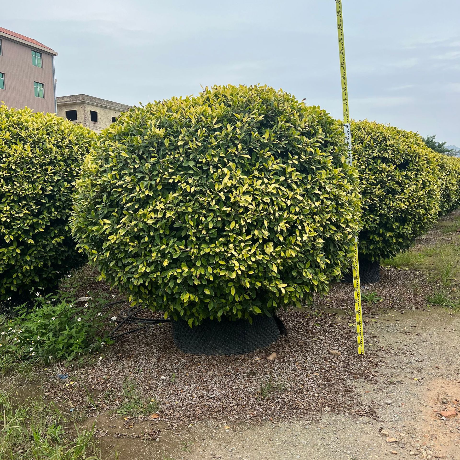 福建灌木黄金榕球基地批发2米高一米高 地被黄金榕价格绿化苗木