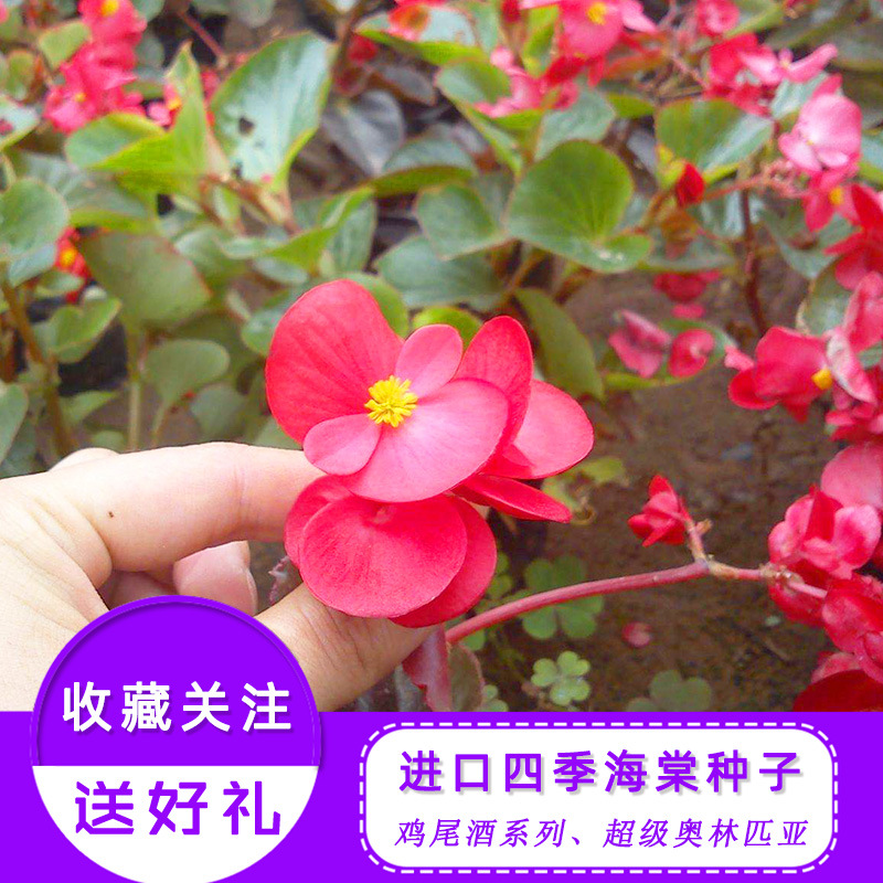 进口四季海棠花籽超级奥林匹亚鸡尾酒室内春秋种四季开花植物种子