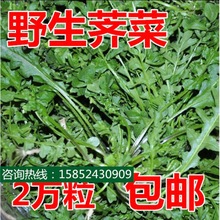 野荠菜种籽 春冬季耐寒野菜野生荠菜种子阳台专用四季播蔬菜种籽