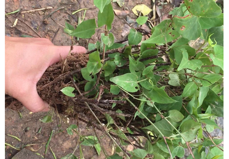 何首乌种苗子批发优质高产适应广易管理基地直销中药材种植包回收