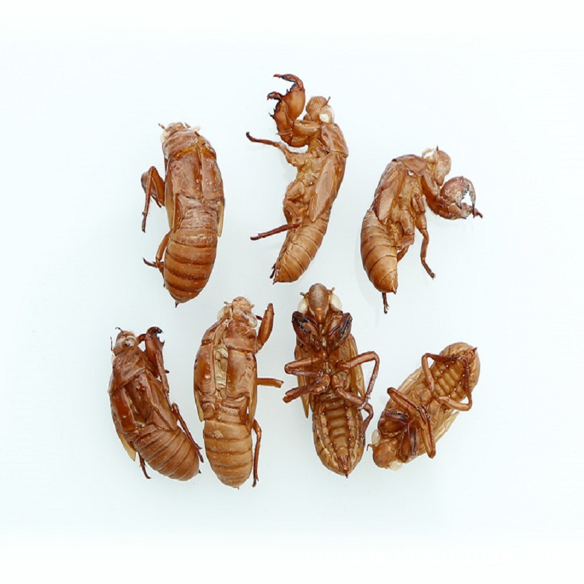 中药材现磨蝉蜕250克知了皮粉金蝉壳粉-阿里巴巴