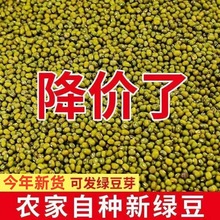 东北新绿豆100g-5斤颗粒饱满煲汤绿豆沙甜品发豆芽绿豆子容易批发