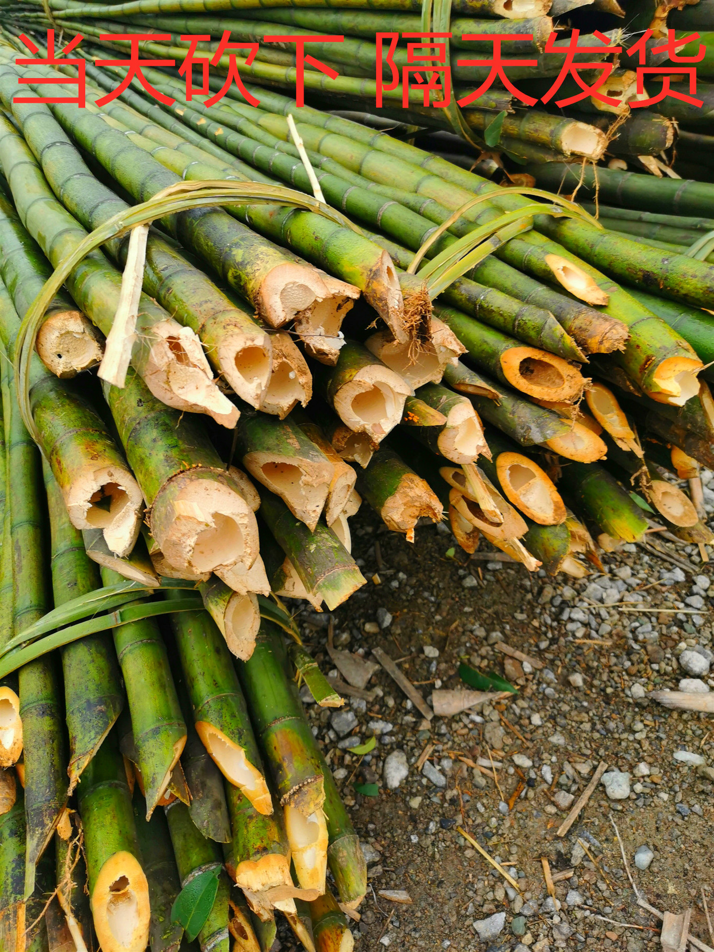 产地批发供应优质树木支撑竹竿 菜架竹 农用竹竿 苦竹