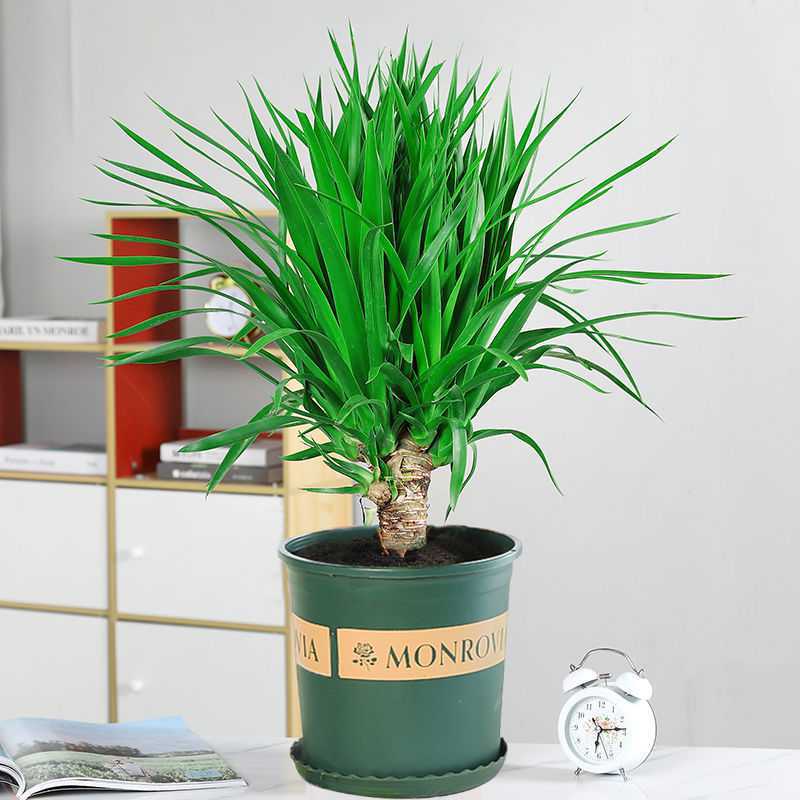 龙须树室内客厅大型绿植多头盆栽龙铁龙血树花卉盆景阳台好空气