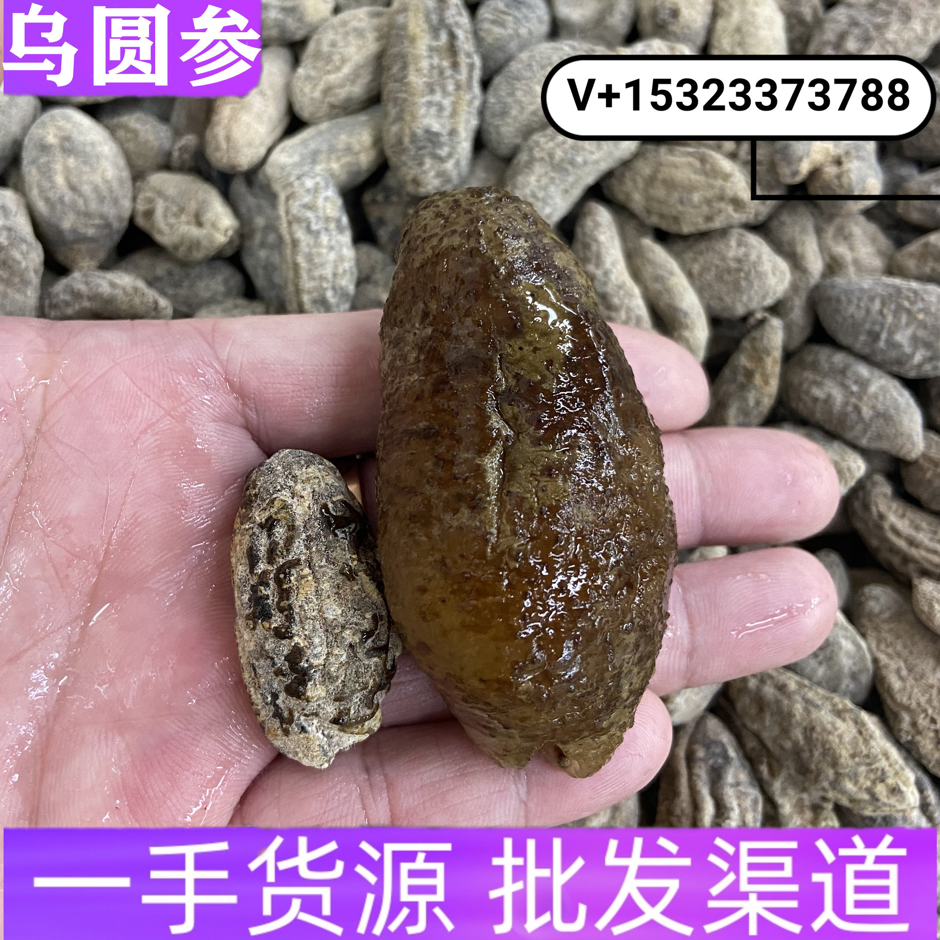 乌圆参 海参淡干酒店食材佛跳墙头数规格齐全大货批发