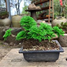 岩柏假山鱼缸造型野生卷柏凤凰草遇水就活四季幸运草净化空气驱蚊