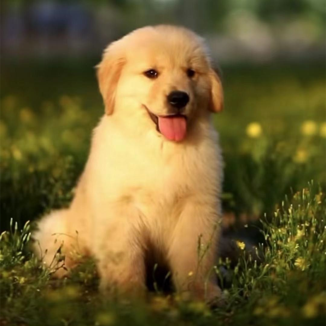 出售纯 种金毛犬幼犬沙滩金金毛小狗大骨架活体宠物狗狗幼崽价格