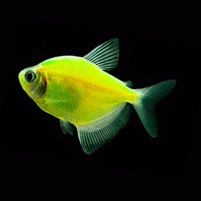 3-4cm青苹果绿衣天使鱼热带鱼 活体宠物观赏鱼草缸淡水鱼水族批发