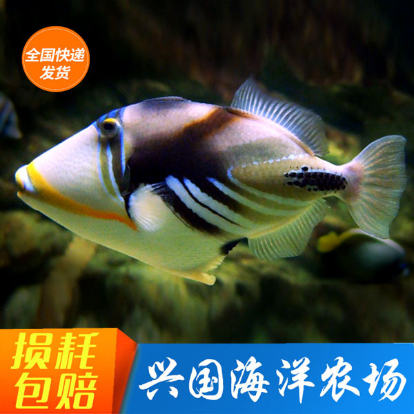 鸳鸯炮弹 海水鱼活体马面鱼炮弹鱼杂食开口兴国海洋农场快递包活