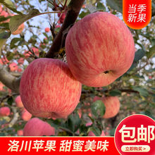 洛川苹果2022陕西红富士冰糖心当季水果整箱10斤产地发货厂家直销