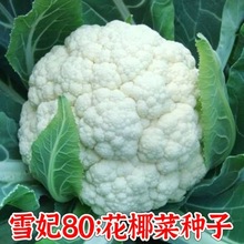 松花菜种子青梗花椰菜南北方花菜种籽盆栽春秋四季蔬菜孑