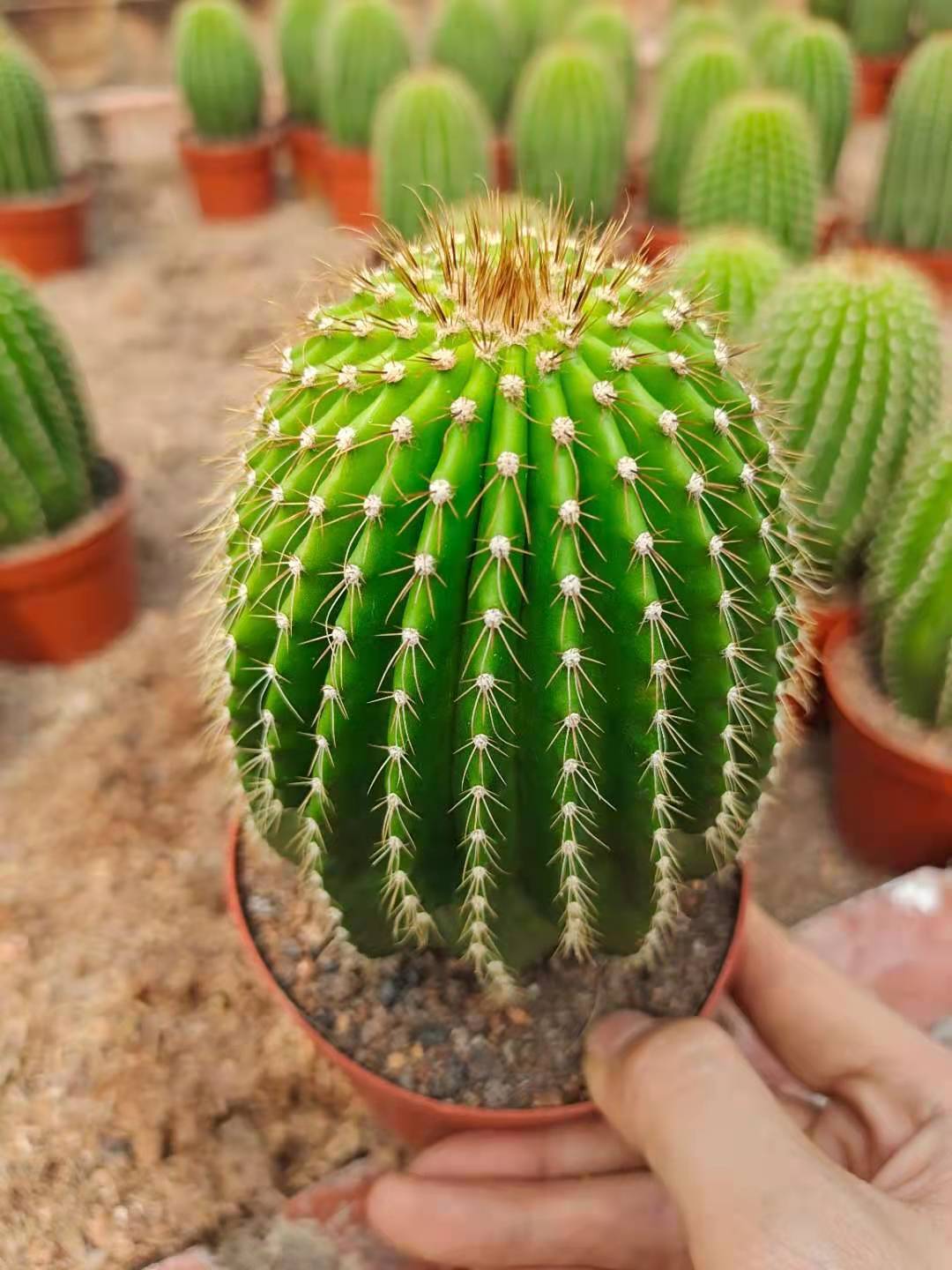 大凤龙仙人掌科大凤龙属 开花仙人柱多肉植物龙凤柱