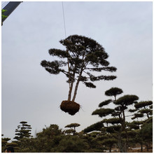 泰山黑松基地  四季常青 园林景观造型松树 3米4米5米造型松价格