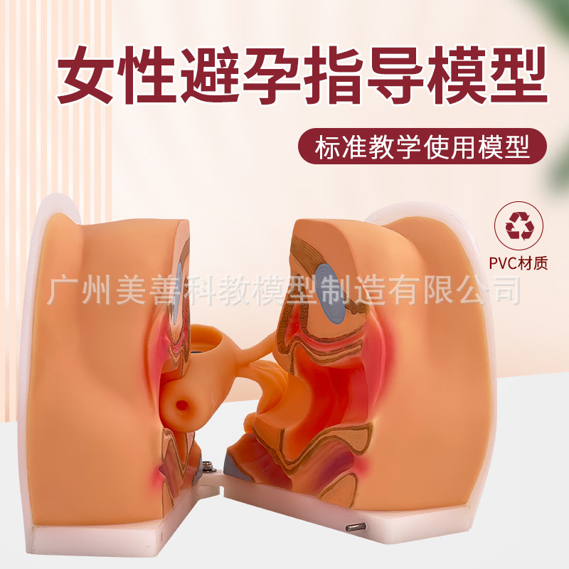 女性生殖解剖模型 宫颈子宫阴道卵巢 妇科检查 生殖私密教学1比1