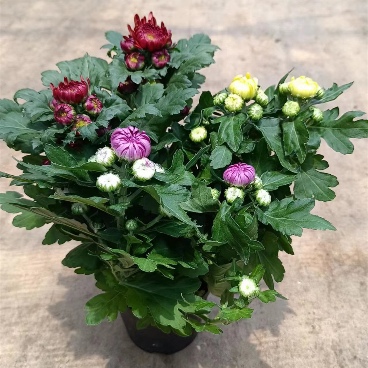 150#滇耘荷龙爪菊耐寒带花苞盆栽室内外庭院阳台植物花卉20装