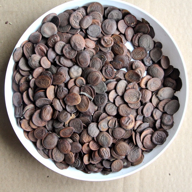 批发新采树种子羊蹄甲种子 红花洋蹄甲 大花紫荆种子 洋紫荆种子