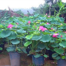 批发水生植物 迷你碗莲种根 种苗 荷花种藕种根水面绿化基地发货