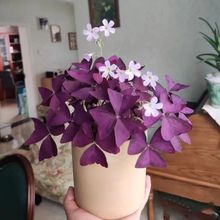 紫叶酢浆种球紫色三叶盆栽花种子幸运四季室内外花卉好养活