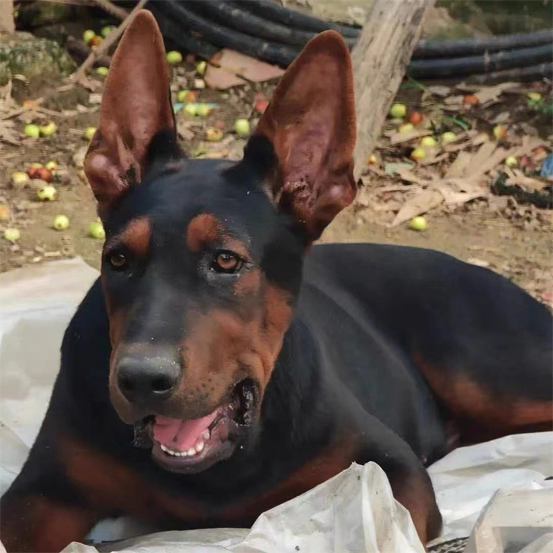 出售精品莱州红犬活体幼犬苏联红纯种双血统小狗幼崽看家护院犬狗