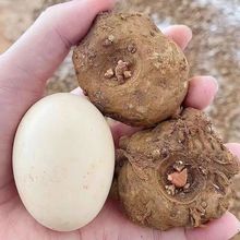 云南贵州高产黑杆花魔芋种可直接种植一代二代魔芋种籽脱水消毒