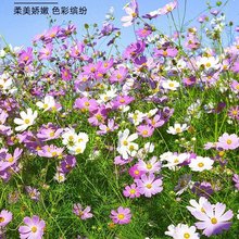 格桑花种子 波斯菊种子 价格 又名 秋英花 花色艳丽 芽率高 提供