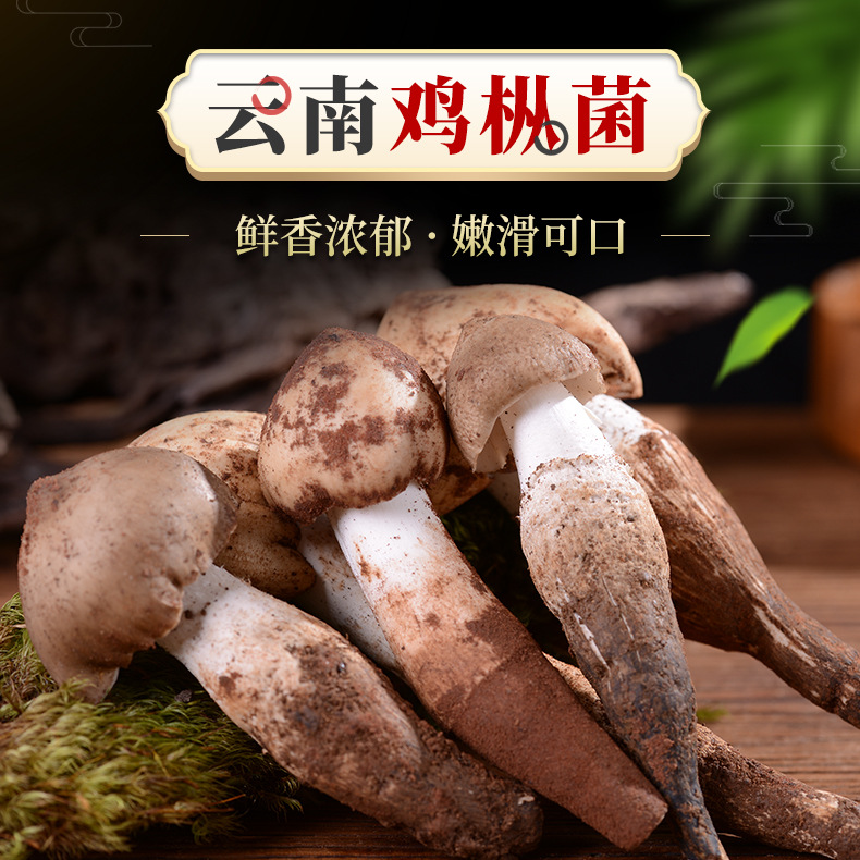 云南新鲜鸡枞菌不开伞白鸡枞菌产地货源新鲜直发鸡枞菌食用菌批发