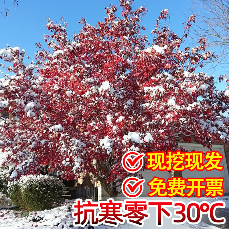 日本红枫树苗四季红舞姬老桩庭院别墅绿化植物苗室外耐寒盆栽盆景