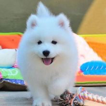 纯种萨摩耶幼犬活体微笑天使萨摩耶幼犬大型雪橇犬纯种熊版萨摩耶