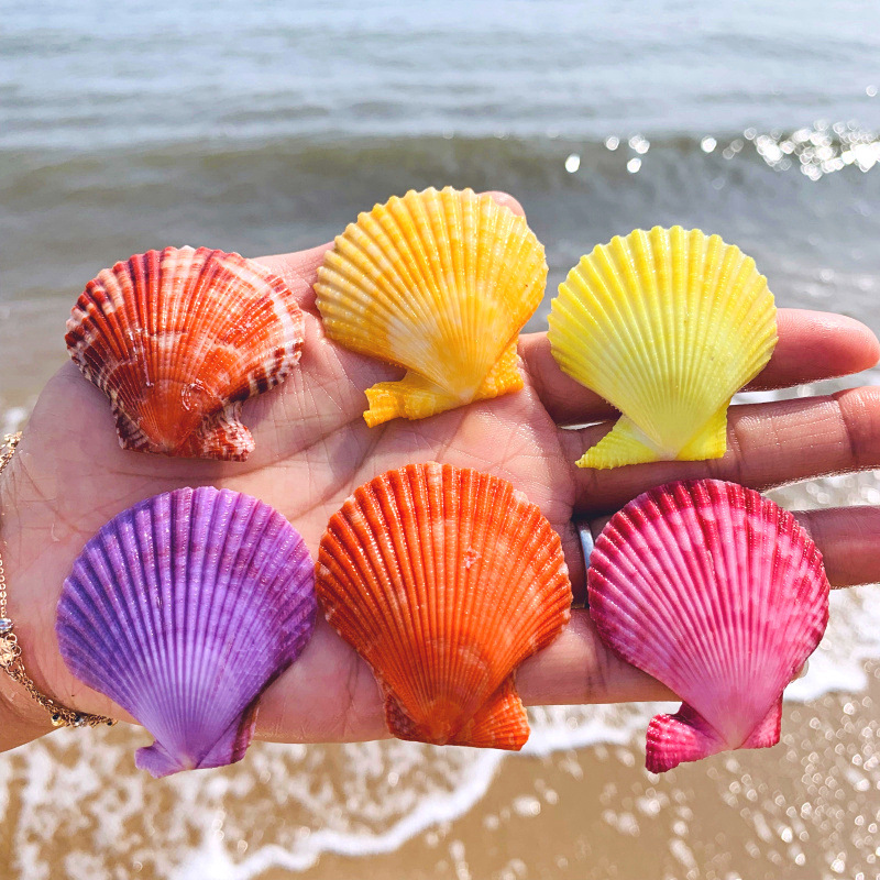 彩色贝壳彩贝扇形贝天然海螺小贝壳家装贝壳墙贴地台婚庆装饰画摆