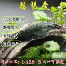 冷水鱼清道夫贵州爬岩鳅 麦氏吸鳅 琵琶鱼除藻清理鱼缸擦玻璃淡水