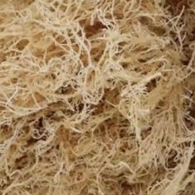 龙须菜 鹿角菜 海石花菜 海藻 干货 珊瑚草 凉拌菜17斤装批 发包