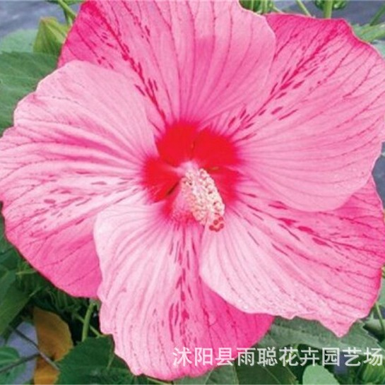 芙蓉种子  美丽日本扶蓉花 庭院阳台大花重瓣 芙蓉珊瑚花