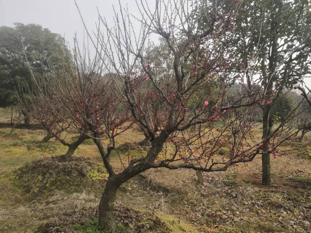 造型红梅 造型梅桩 苏州梅花价格 庭院绿化景观树