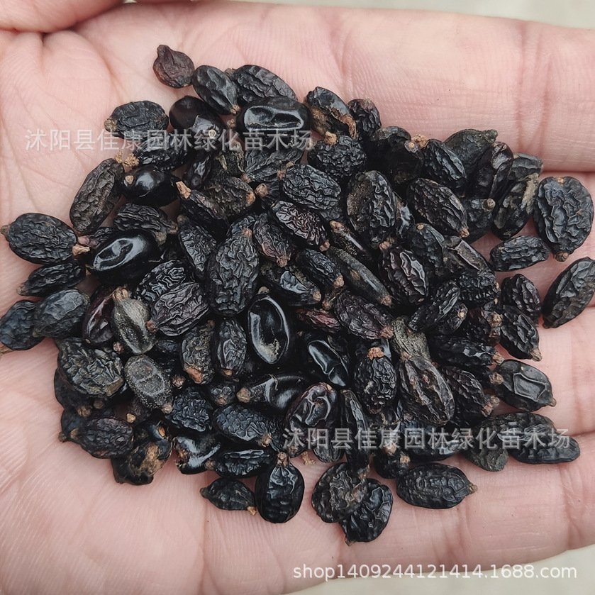 林木种子 木本绣球种子 琼花 木绣球种子 白花绣球 1件=1斤