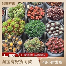 q小全多肉植物大颗群生多肉盆栽套餐整箱带盆发货妇女节礼品