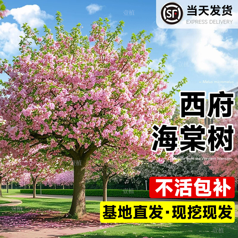 海棠树苗高杆耐寒西府海棠果盆栽地栽庭院风景树四季开花卉好养活