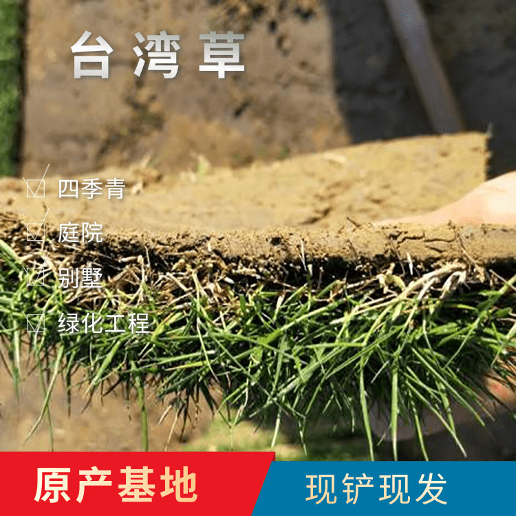广东惠州 台湾草皮带土草皮台湾草四季青耐践 园林绿化草坪批