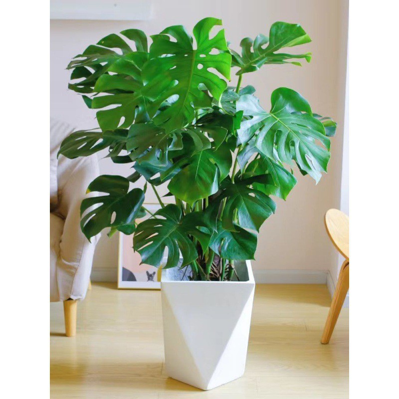 绿植盆栽室内大型绿植龟背竹大叶龟背竹四季客厅办公室都可以养殖