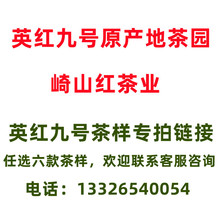 新茶英红九号样品浓香型红茶12号英德红茶拿茶样批发散装罐装