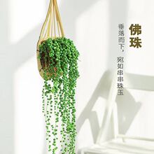 室内绿植佛珠情人泪多肉植物吊兰爱之蔓长藤垂吊好养吊兰