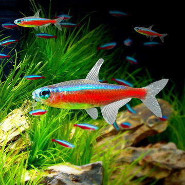 宝莲灯鱼活体热带观赏鱼批发大小型灯科鱼草缸群游印尼巴西可混养