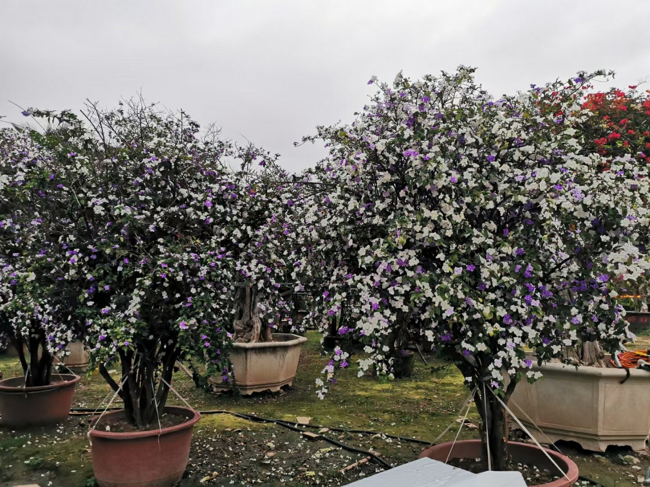 2204供应 老桩 双色茉莉 鸳鸯茉莉花 盆景 别墅 花园 庭院 浓香型
