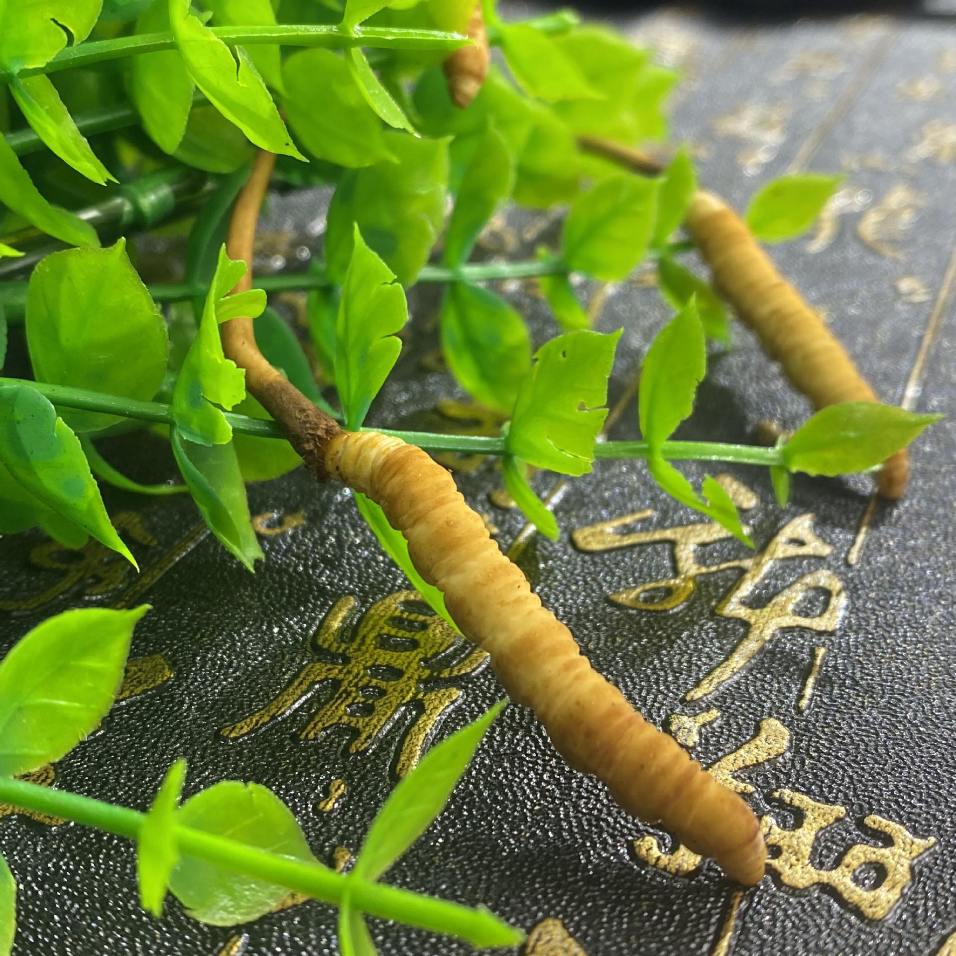 君荣药业 西藏那曲鲜冬虫夏草 干货批发青海高海拔虫草一手货源