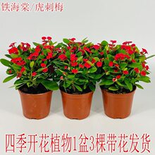 海棠花盆栽铁海棠虎刺梅花卉四季开花植物室内外阳台庭院带花绿植