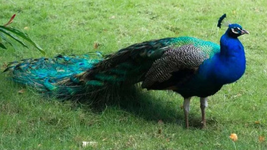 孔雀公母一对幼苗脱温蓝孔雀活体成年观赏孔雀活物幼鸟宠物养殖