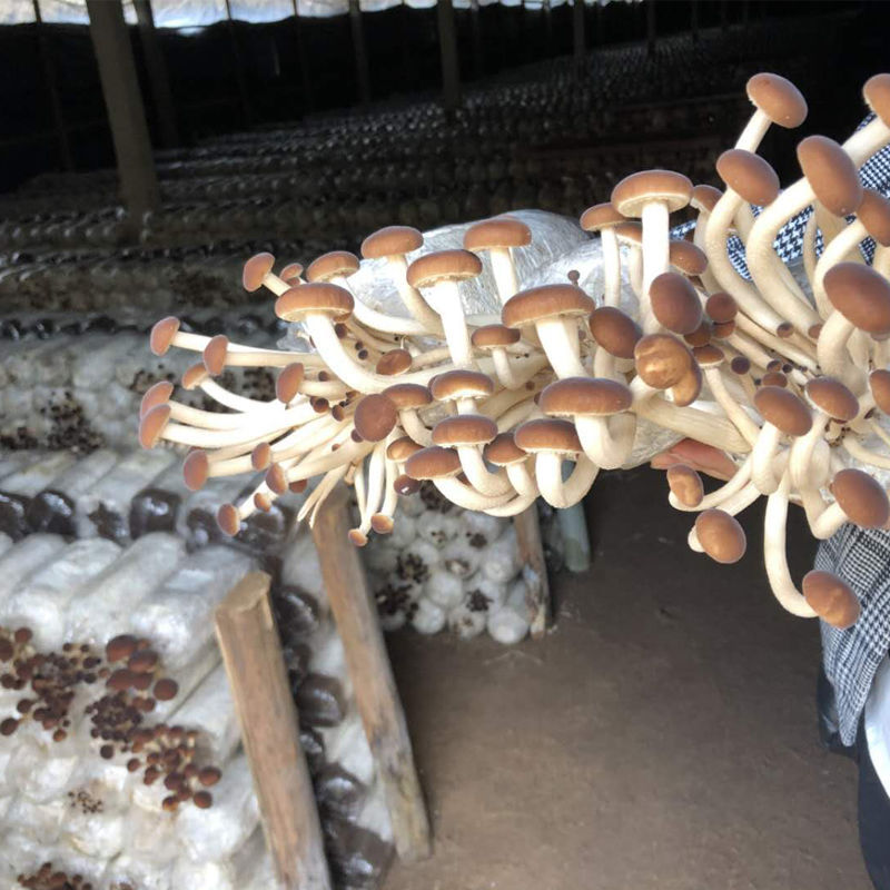 茶树菇菌种大菌包家庭室内大蓬种植特产新鲜蘑菇食用菌菌棒亚马逊
