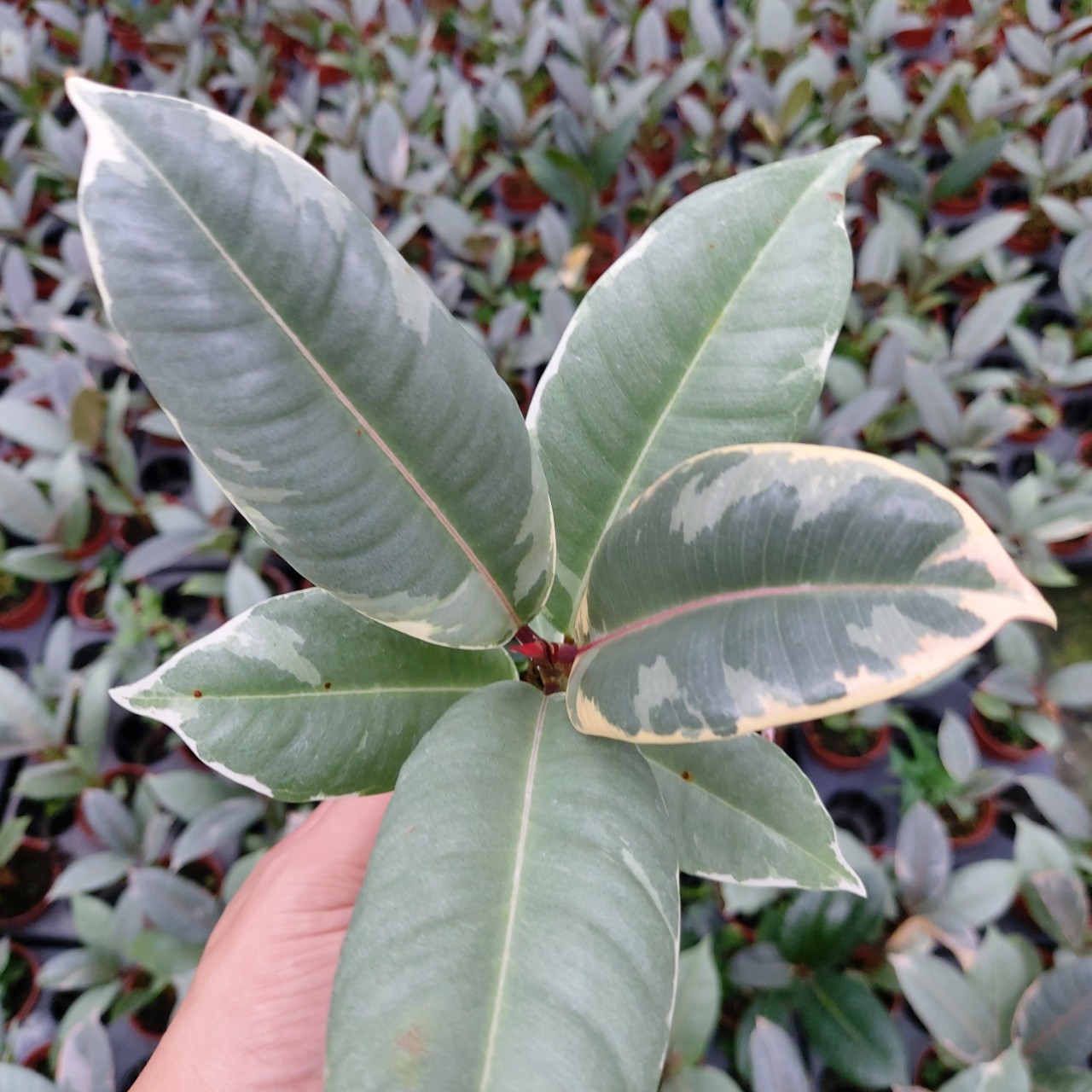 橡皮树红关公盆栽居家植物盆栽室内好养型 植物大盆花金刚