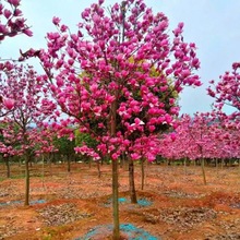 玉兰花树苗大型庭院红玉兰白玉兰树苗盆栽绿化树苗风景树苗景观树